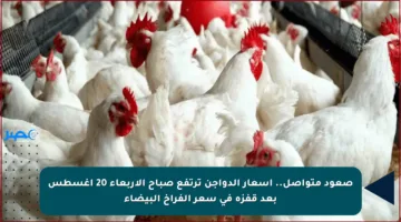 صعود متواصل.. أسعار الدواجن ترتفع صباح الأربعاء 20 أغسطس بعد قفزة في سعر الفراخ البيضاء